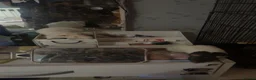 Rat rodents for sale: 2 rats in Oldham - Advert 2