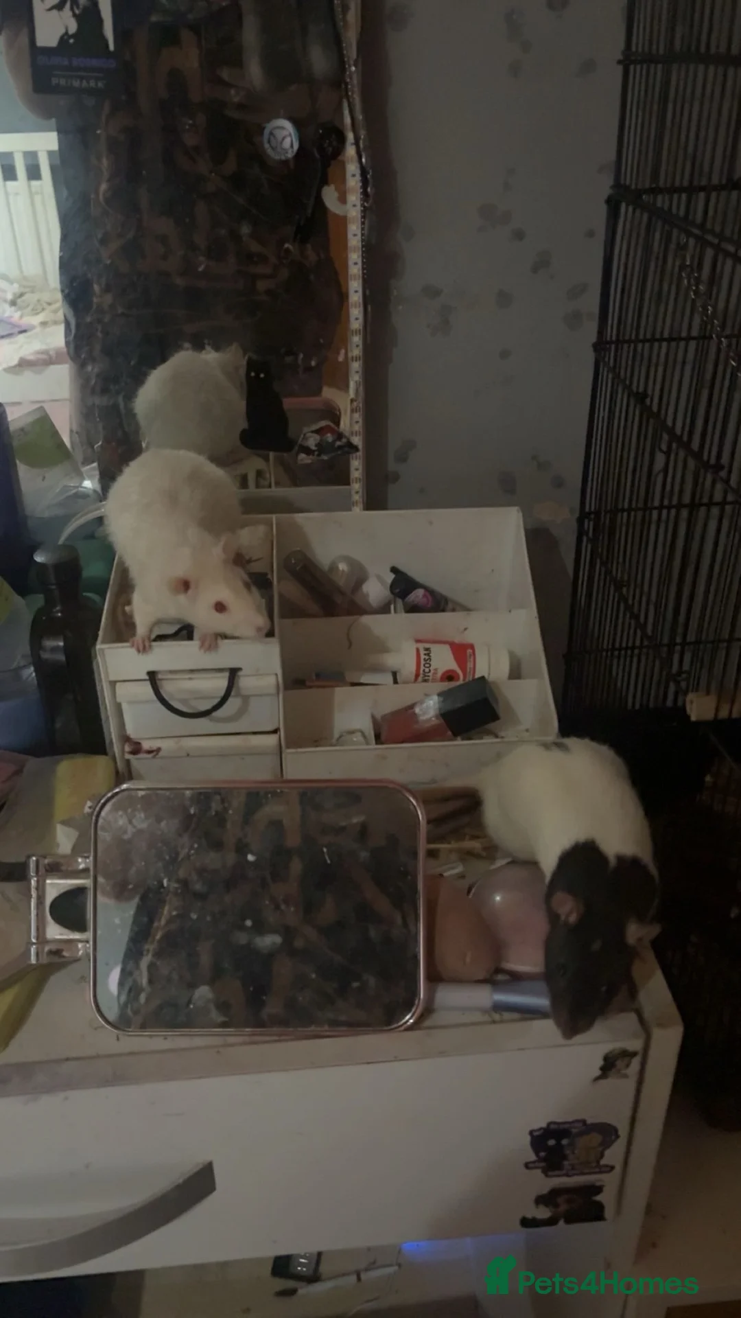 Rat rodents for sale: 2 rats in Oldham - Advert 2