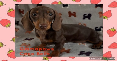 Dachshund dogs - Advert 4