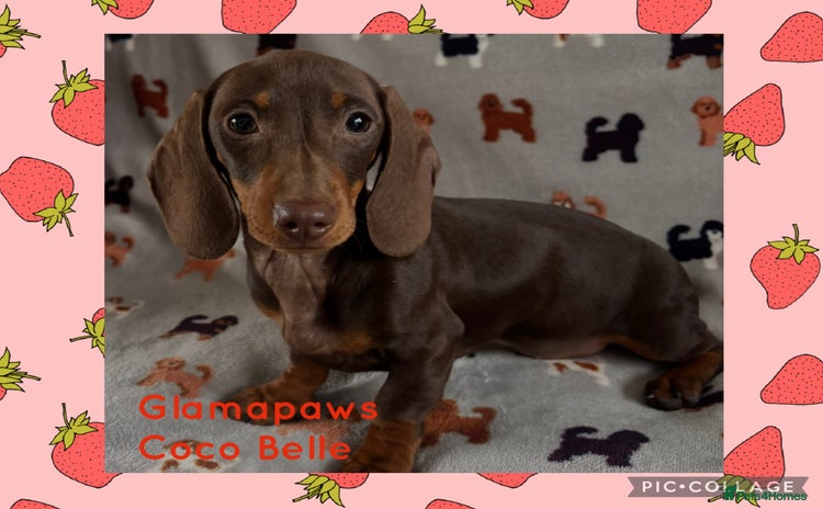 Dachshund dogs - Advert 1