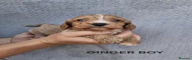 Cockapoo 2