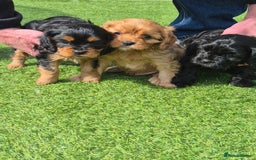 Cavapoo dogs for sale: Cavapoo puppies available from 27.9.25 - Image 5