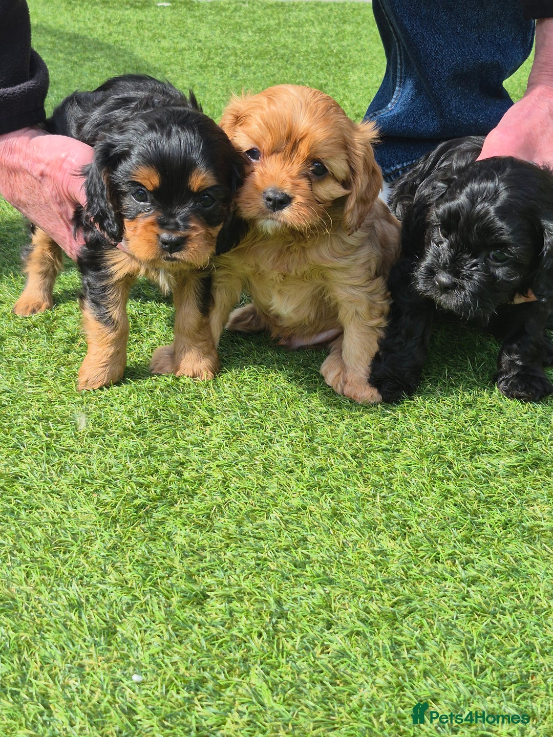 Cavapoo dogs for sale: Cavapoo puppies available from 27.9.25 - Image 5