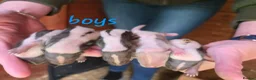 Ferret rodents for sale: Baby SKUNKS for sale - girls and boys available - Advert 8