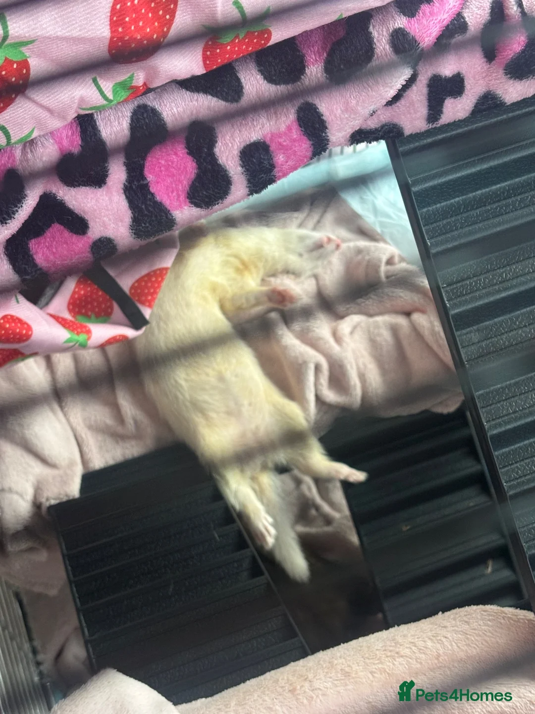 Ferret rodents for sale: 2 Beautiful Ferret Sisters in Uxbridge - Advert 5
