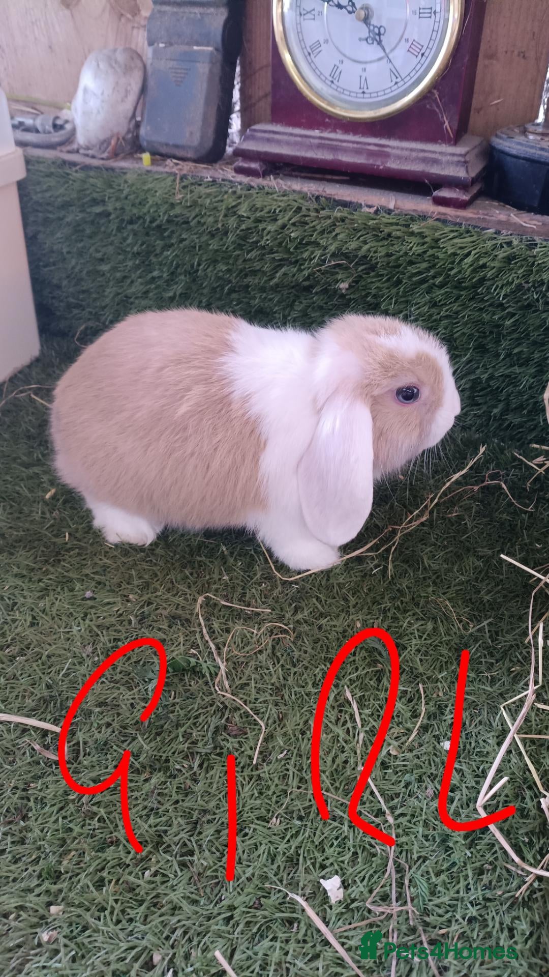 Mini Lop rabbits Mini lops  - Advert 17