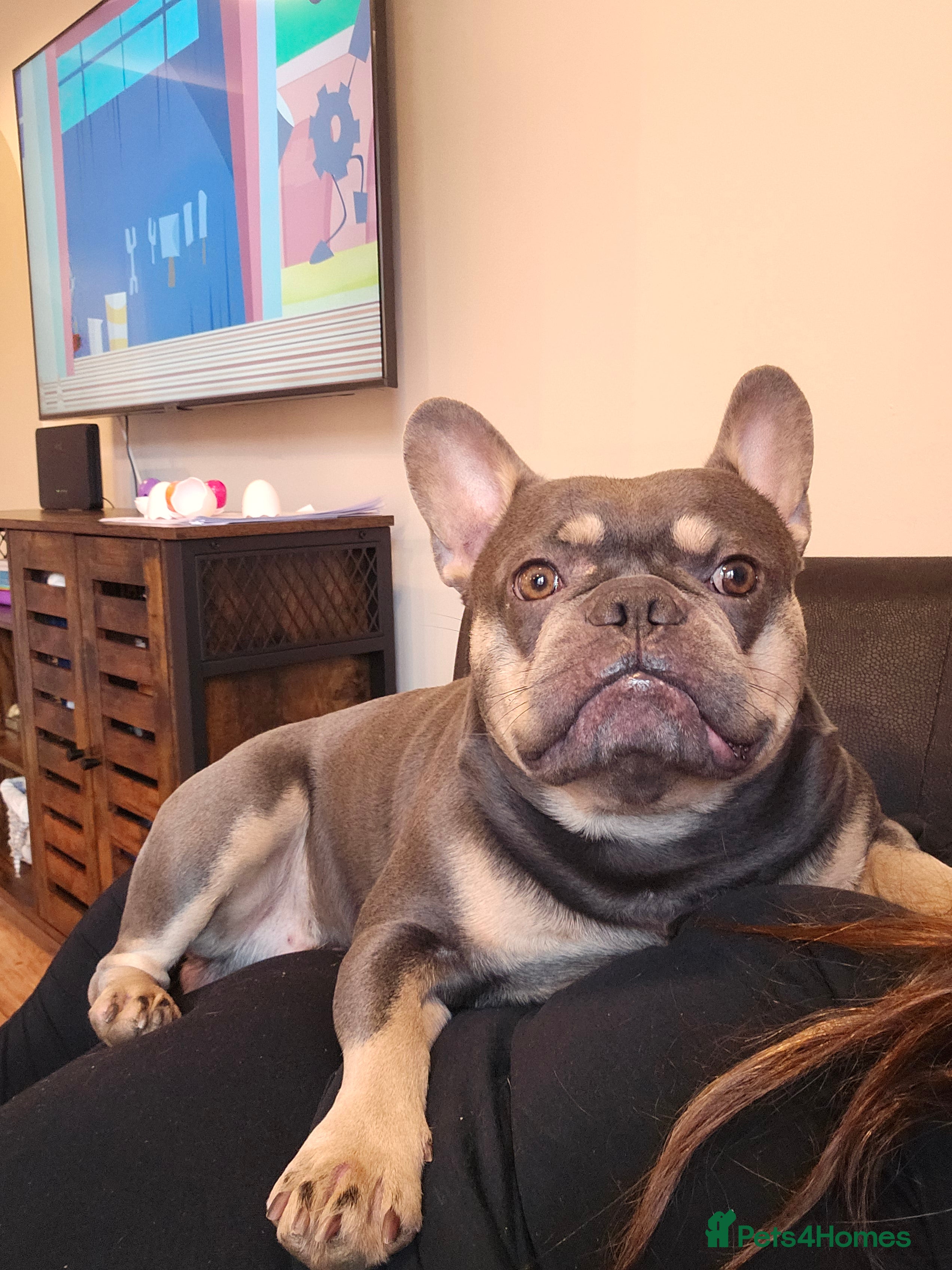 French Bulldog dogs Blue& Tan 3 year old male French bulldog  - Advert 1