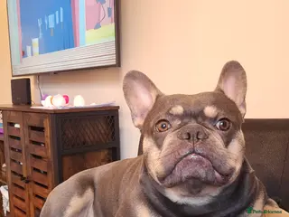 French Bulldog dogs Blue& Tan 3 year old male French bulldog - Advert 9