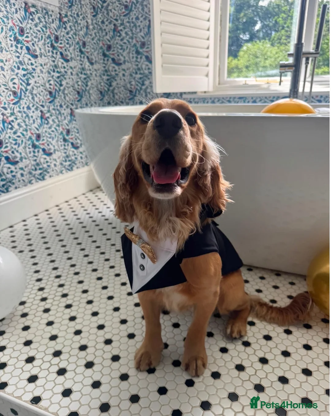 Cocker Spaniel dogs for stud: 2YO First time STUD Bailey Cocker Spaniel  - Advert 1
