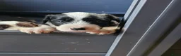Mixed Breed dogs for sale: Handsome Black/white and brown/white boy puppies - Advert 5
