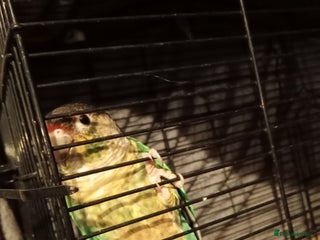 Conures birds conure for sale - Advert 1