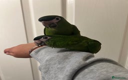 Parrots birds for sale: Hand Reared Baby Hahns Macaws  - Image 2