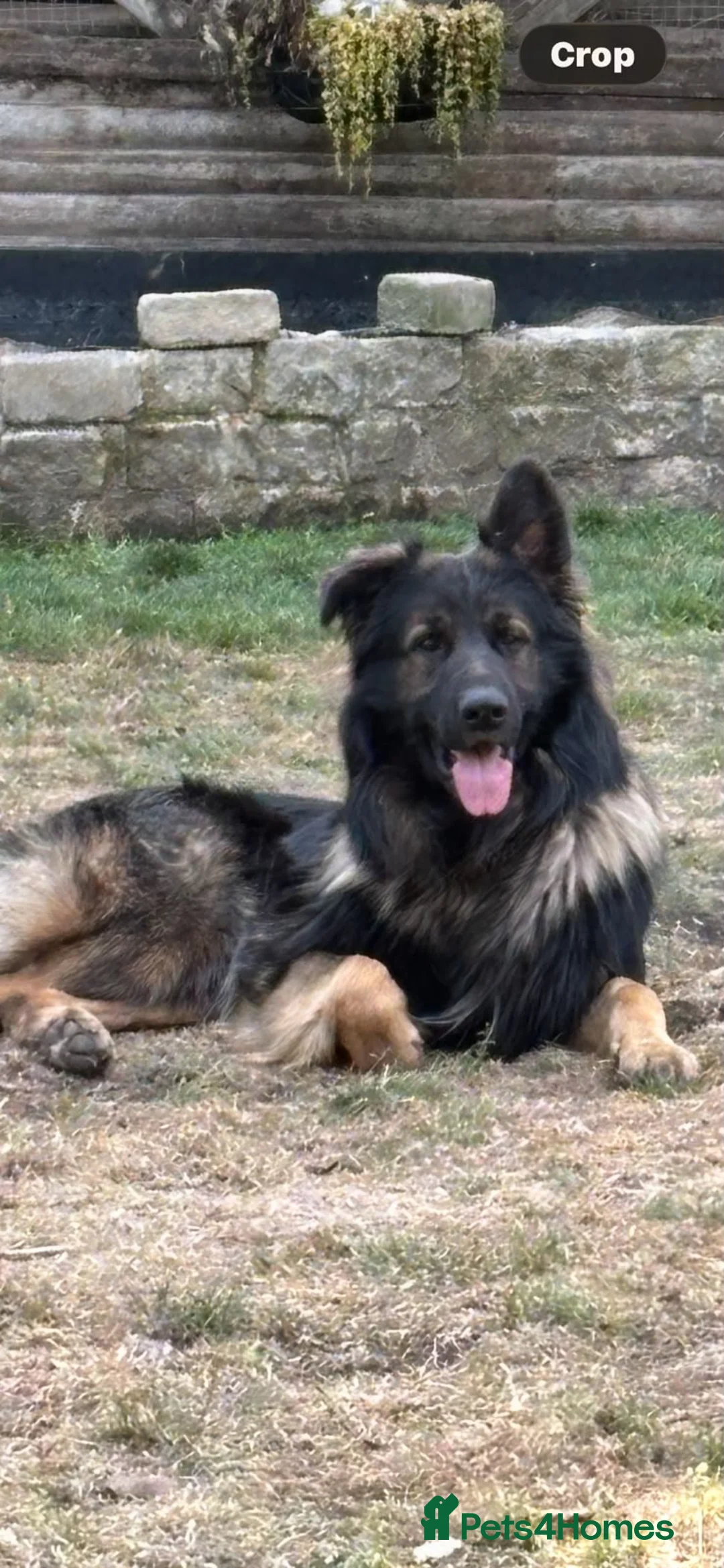 German Shepherd dogs for sale: 🐾 BEAUTIFUL GERMAN PUPPIES🐾 - Advert 11