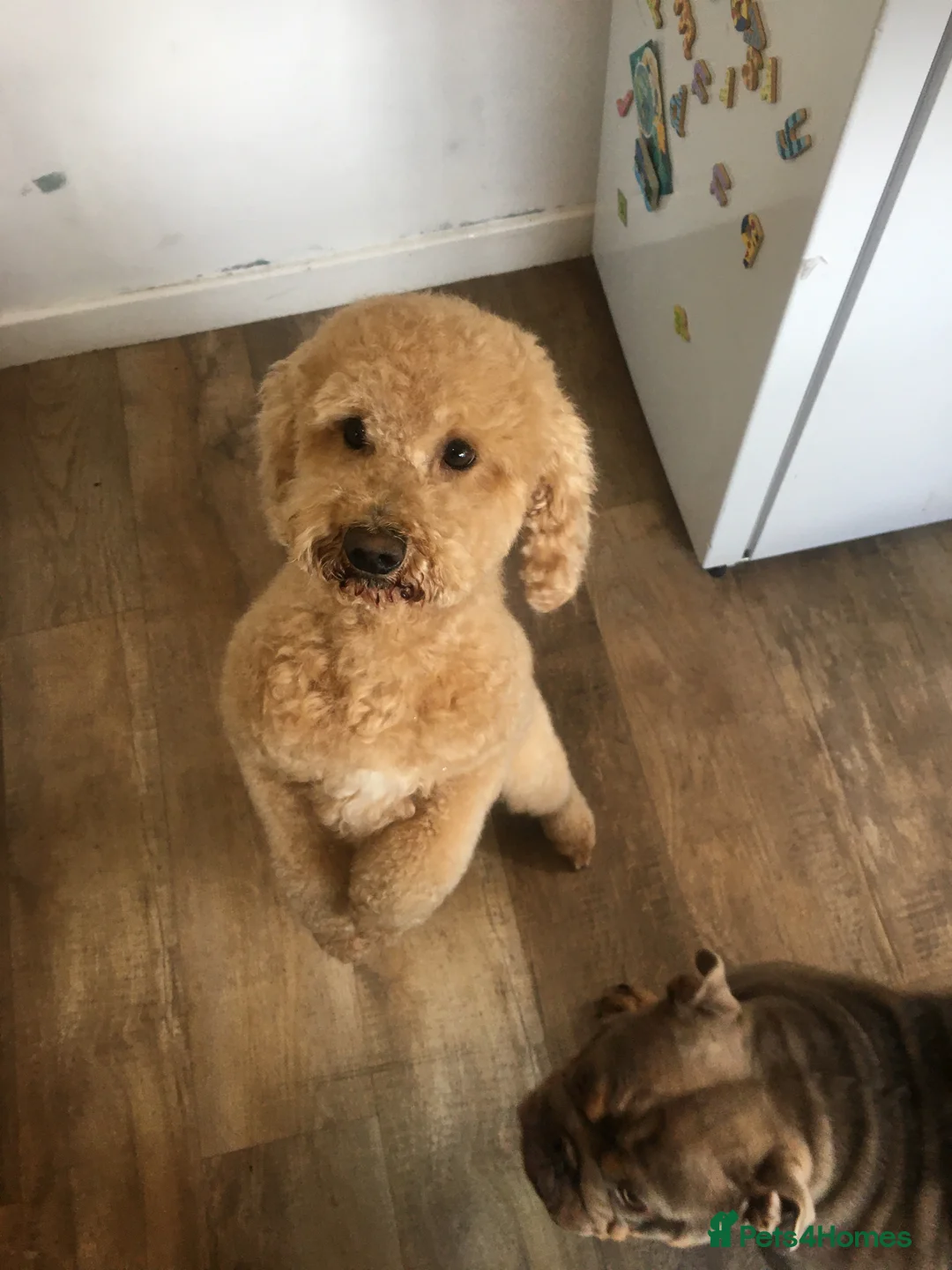 Cavapoo dogs for stud: F1B cavapoo great success rate  in Exeter - Advert 12