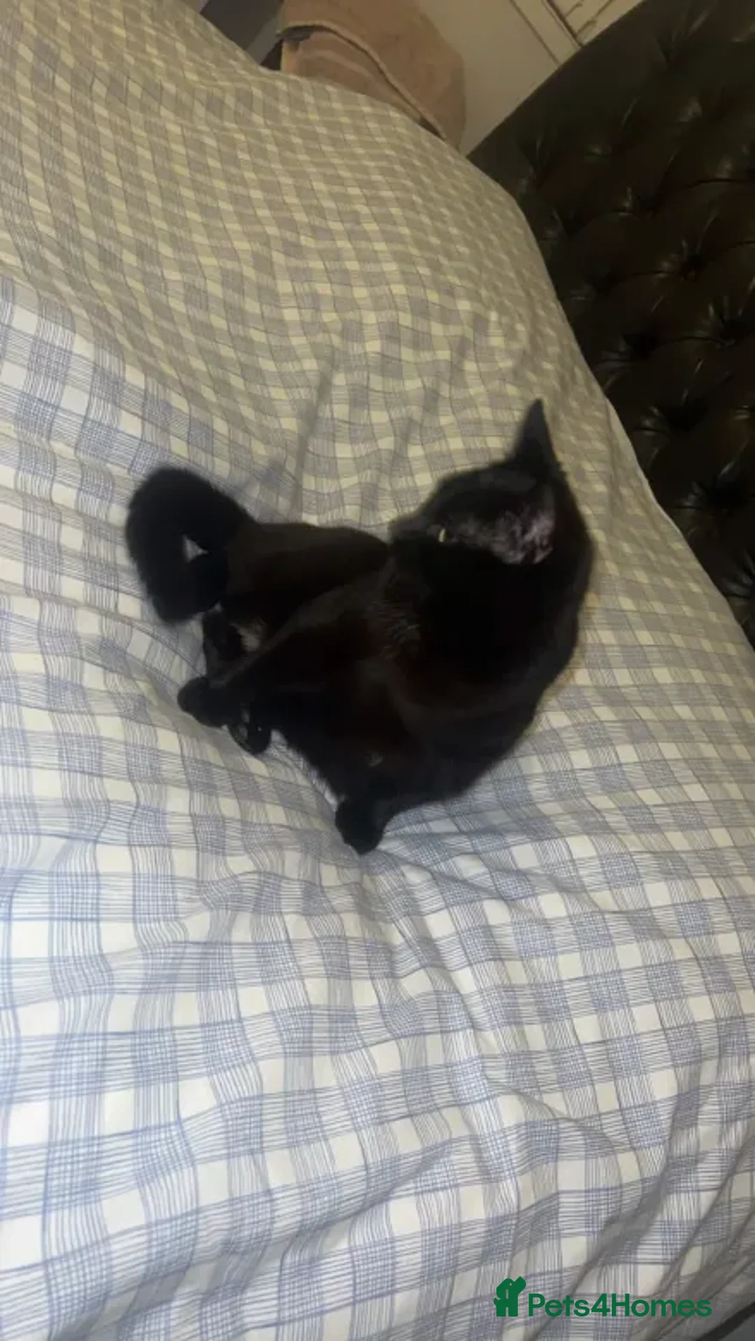 Domestic Shorthair cats for sale: Black DHS cat ready for a rehome  in Stoke-on-Trent - Advert 1