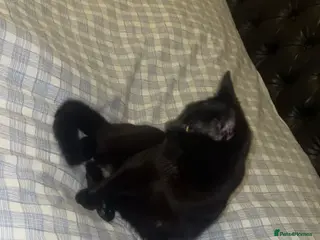 Domestic Shorthair cats Black DHS cat ready for a rehome in Stoke-on-Trent - Advert 13