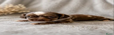 Cocker Spaniel 1