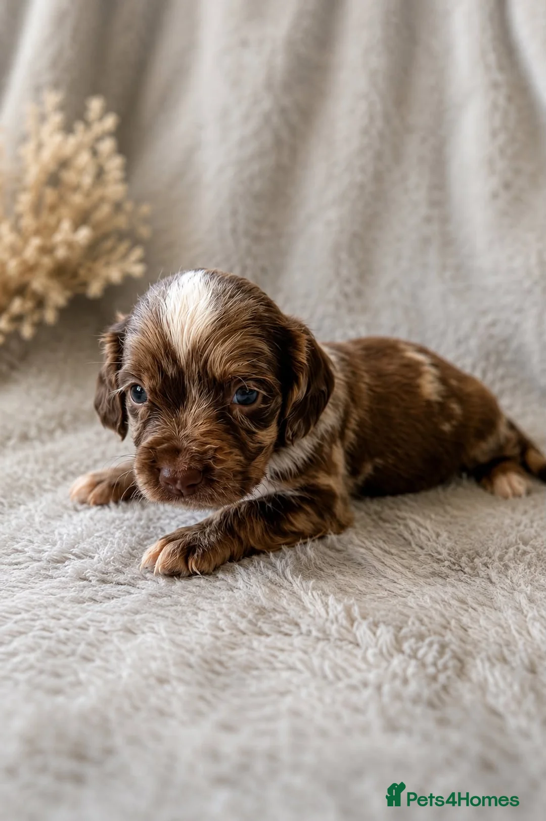 Cocker Spaniel dogs for sale: Beautiful Merle Cocker Spaniel puppies - Advert 9