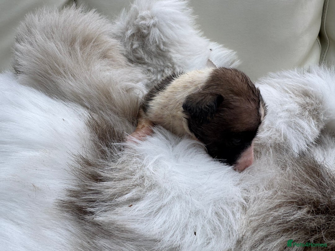 Mixed Breed dogs for sale: 🐾 Beautiful Whippet x Collie Puppies! 🐾 - Image 11