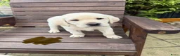 Labrador Retriever dogs for sale: Beautiful litter of Pedigree Yellow Labrador   - Advert 4