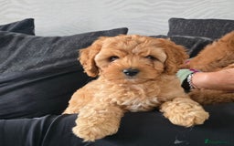Maltipoo dogs for sale: Maltipoo pups - Image 6