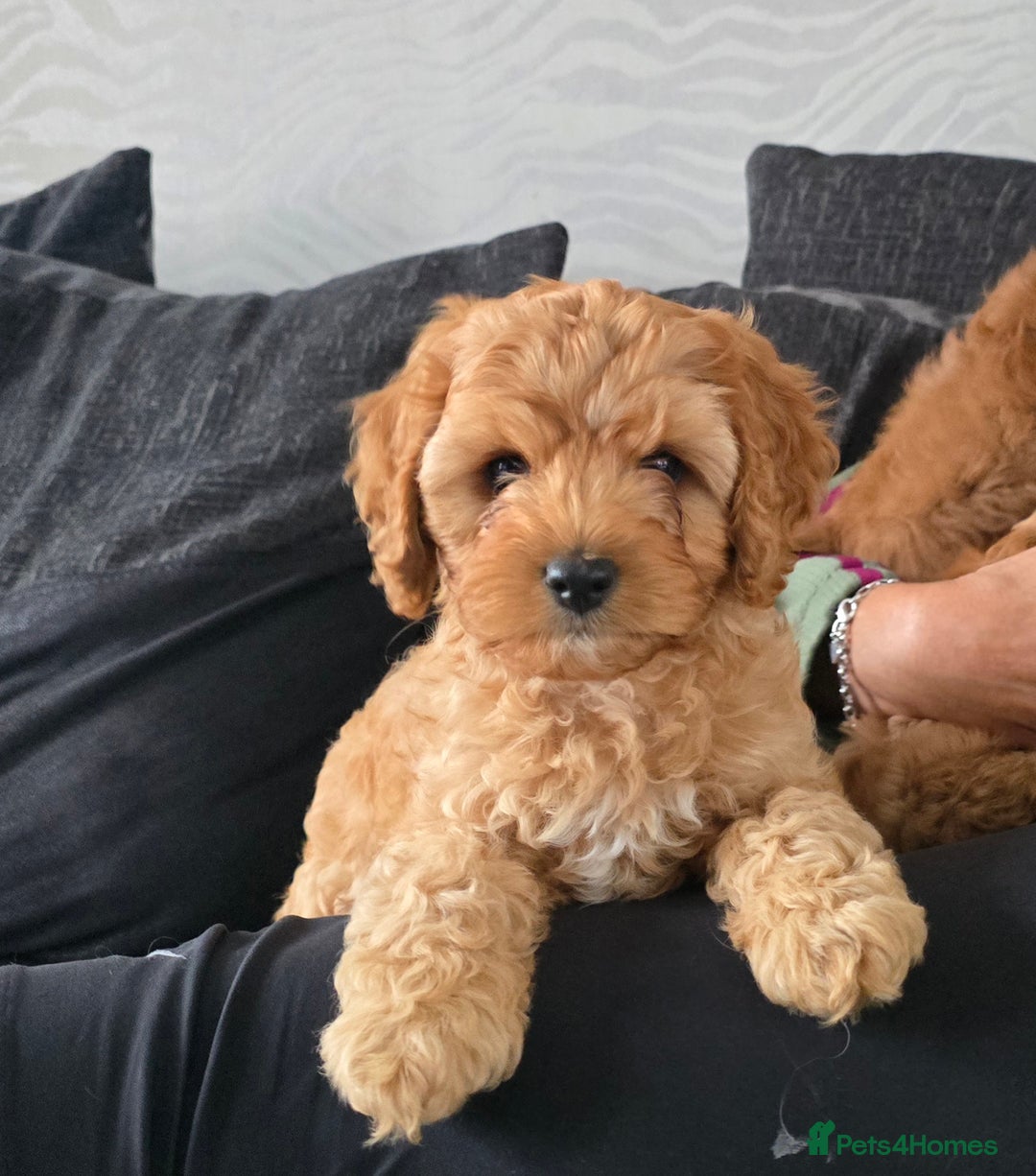 Maltipoo dogs for sale: Maltipoo pups - Image 6
