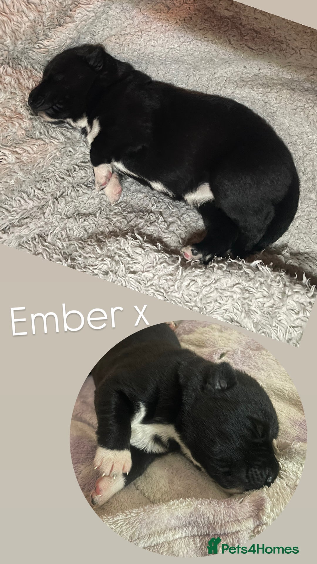 Mixed Breed dogs for sale: Labrador cross with Siberian husky  - Advert 17