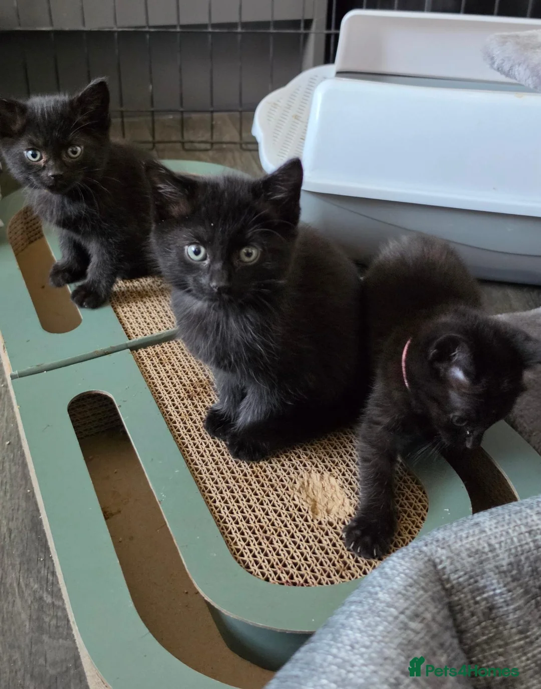 Mixed Breed cats for sale: Beautiful, playful Black kittens  - Advert 9