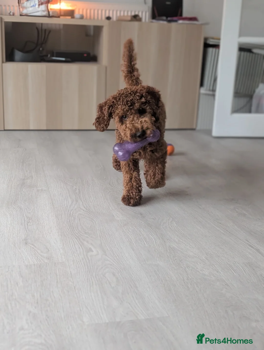 Cockapoo dogs for sale: Max - Cockapoo puppy  - Advert 3