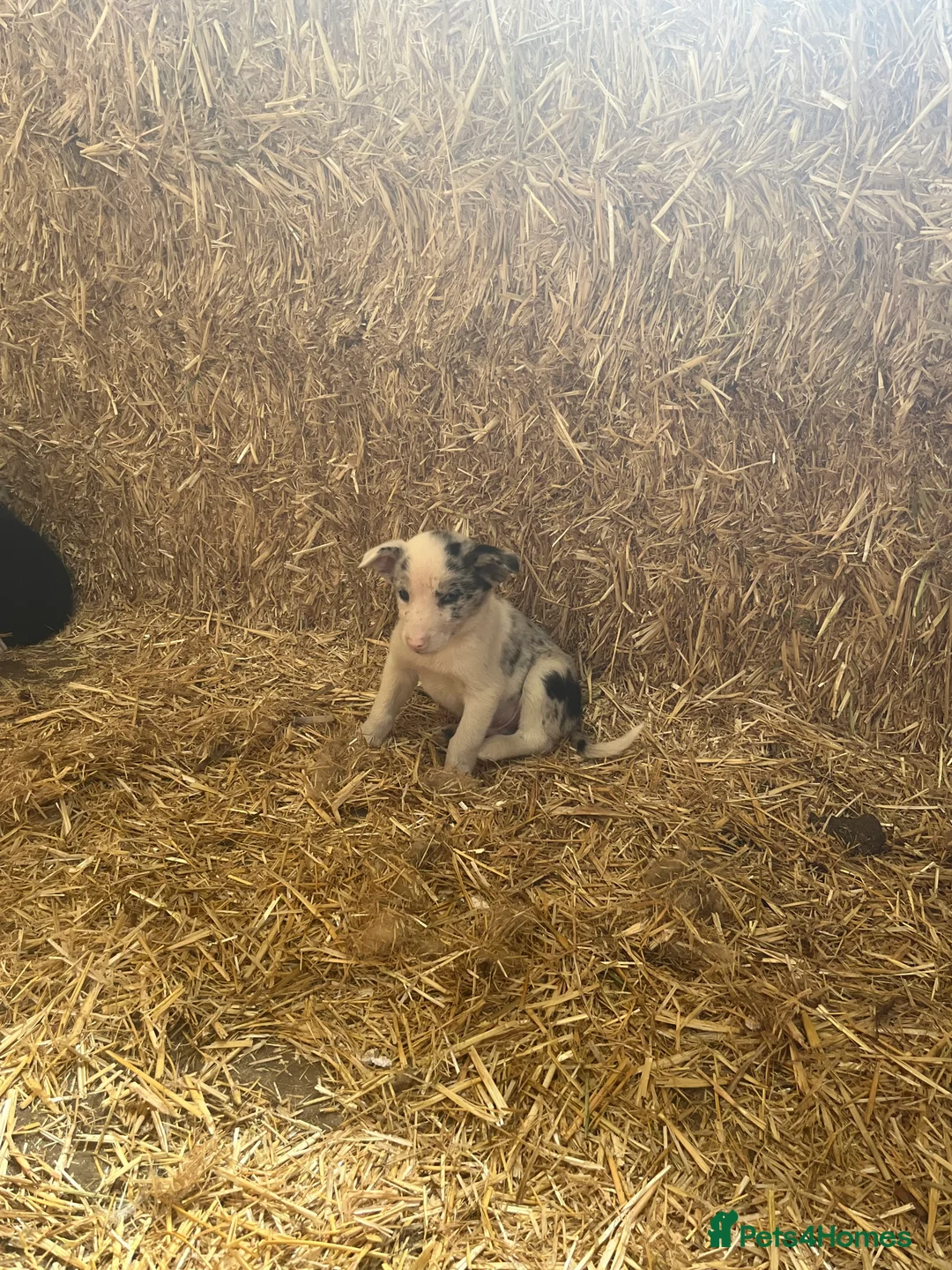 Border Collie dogs for sale: 7 beautiful border collie/ blue merle puppies - Advert 1