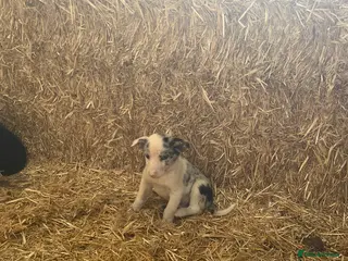Border Collie dogs 7 beautiful border collie/ blue merle puppies - Advert 1