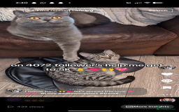 British Shorthair cats for sale: British shorthair  - Advert 3