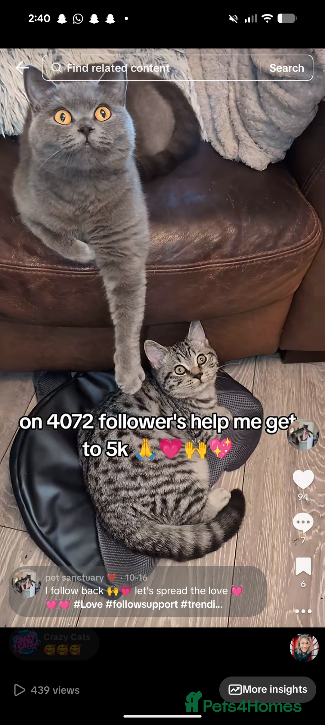 British Shorthair cats for sale: British shorthair  - Advert 3