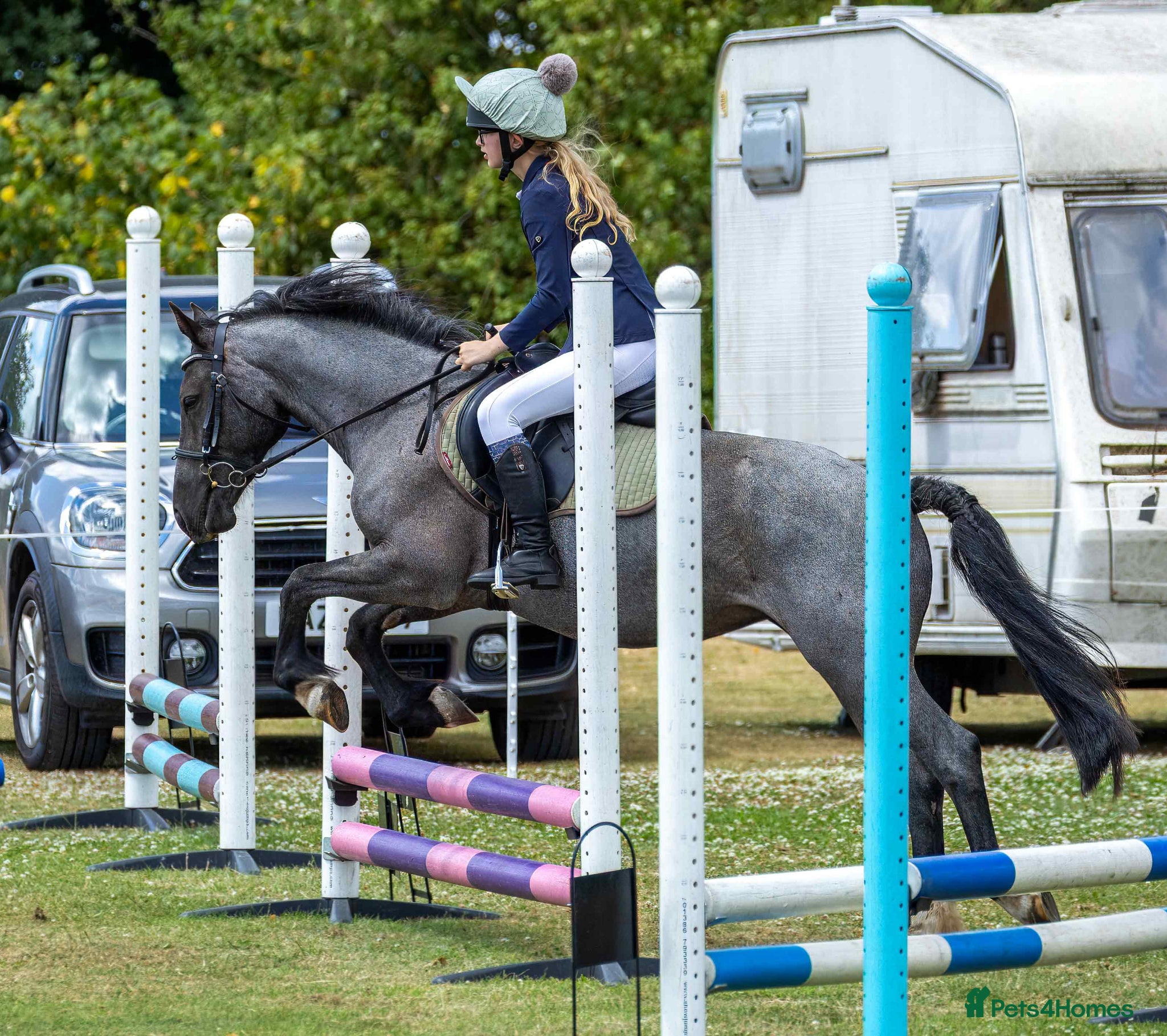Other Breed horses Perfect Blue roan 2nd pony! - Advert 1