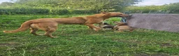 Mixed Breed dogs for sale: Stunning Kelpie lurchers  - Advert 39