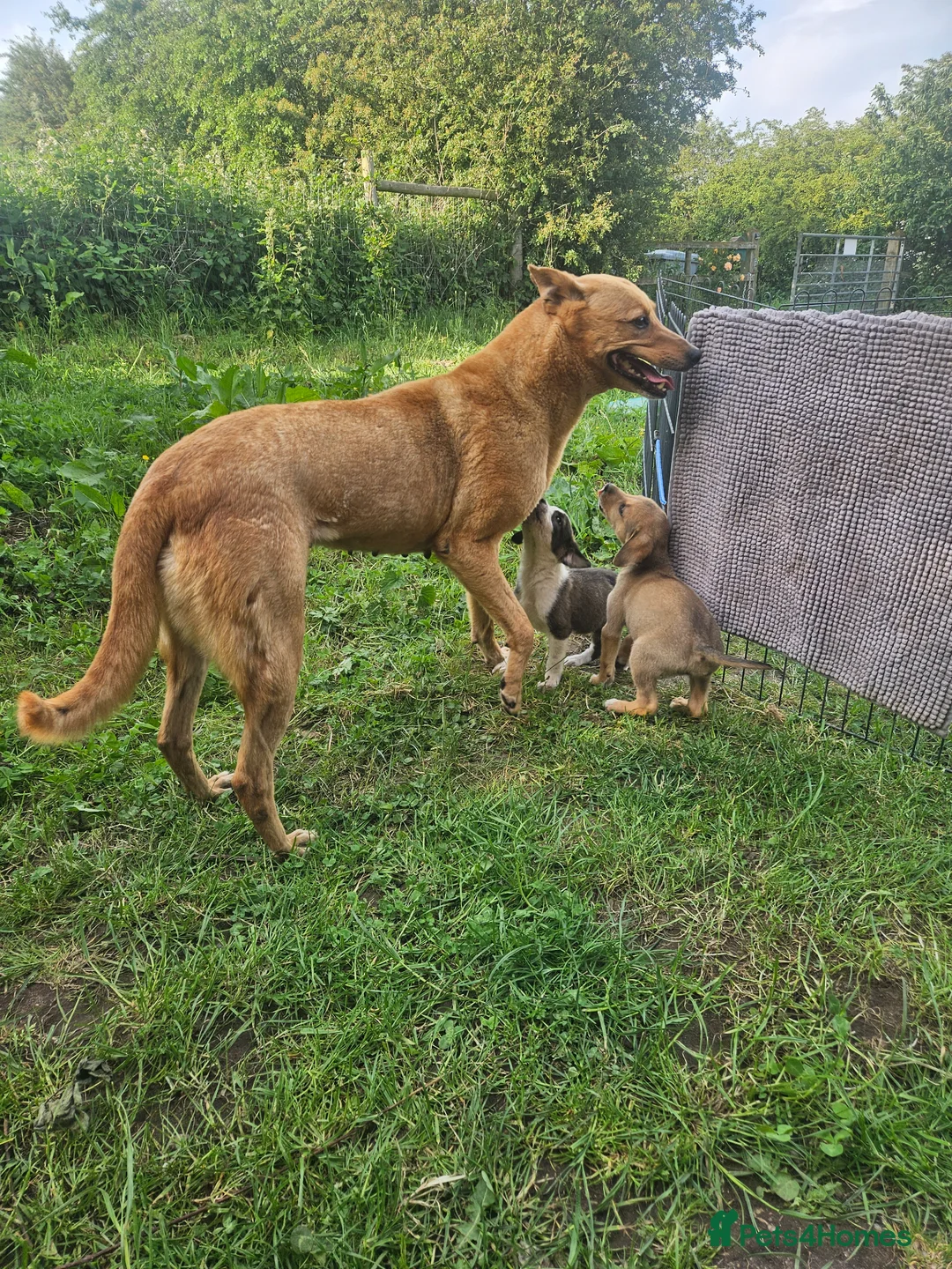 Mixed Breed dogs for sale: Stunning Kelpie lurchers  - Advert 39