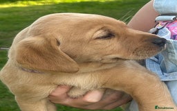 Labrador Retriever dogs for sale: Yellow and fox red Labrador pups - Image 6