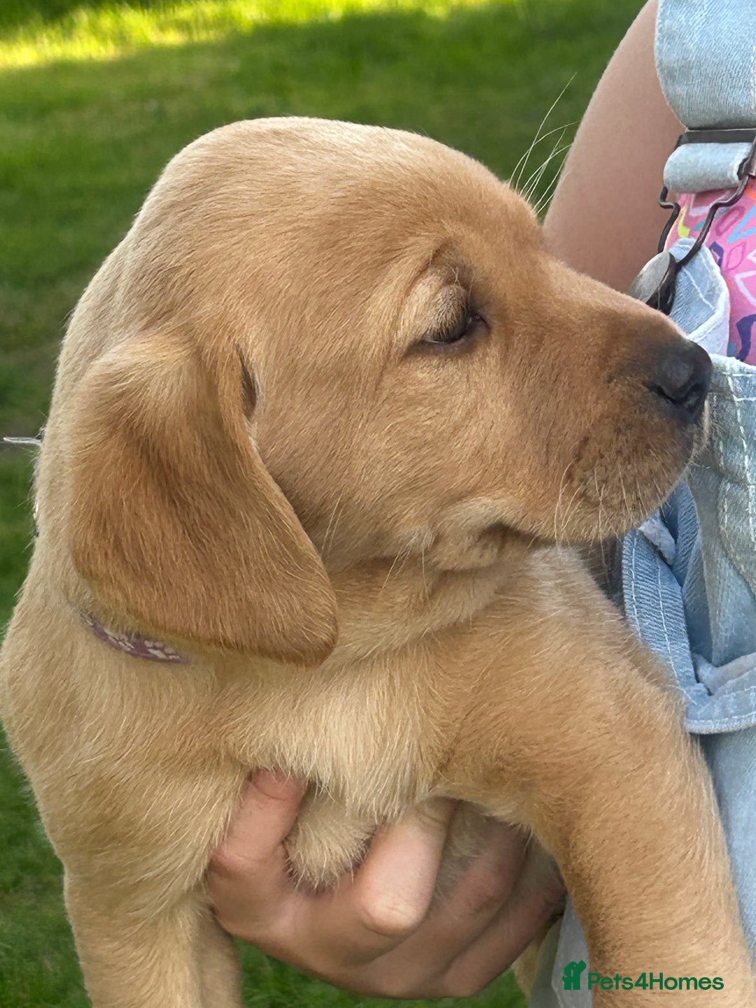 Labrador Retriever dogs for sale: Yellow and fox red Labrador pups - Image 6