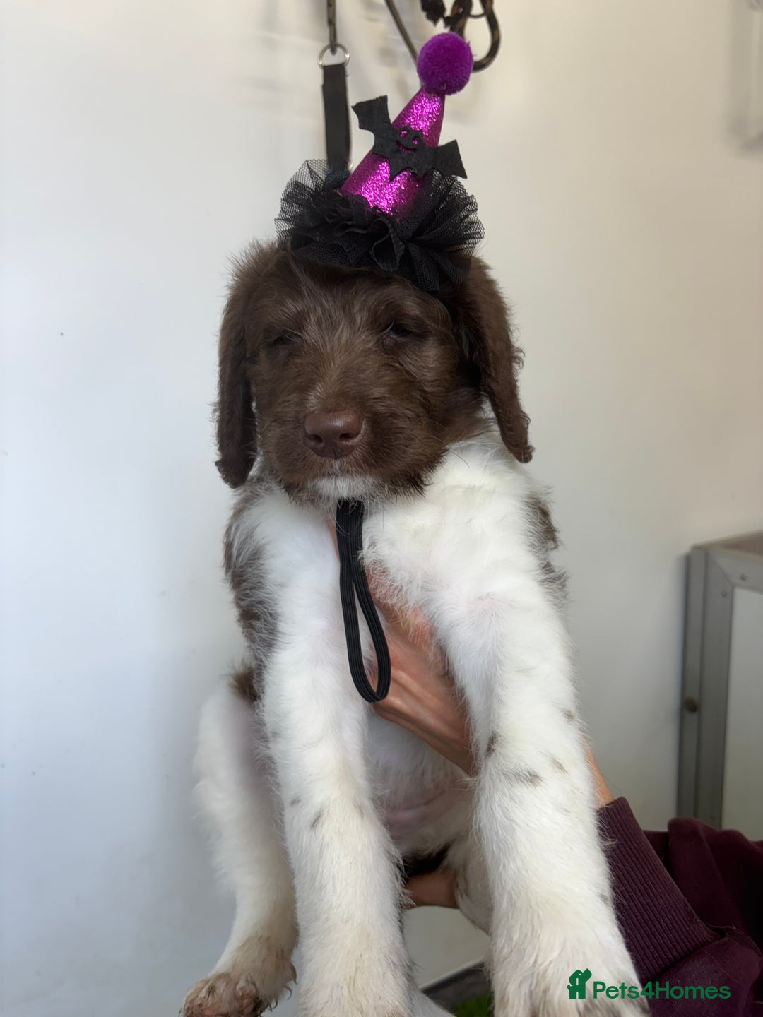 Bernedoodle dogs for sale: F1b St Berdoodle pups 1 boy left  - Advert 35