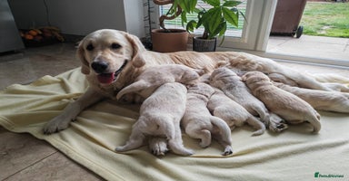 Golden Retriever dogs - Advert 1