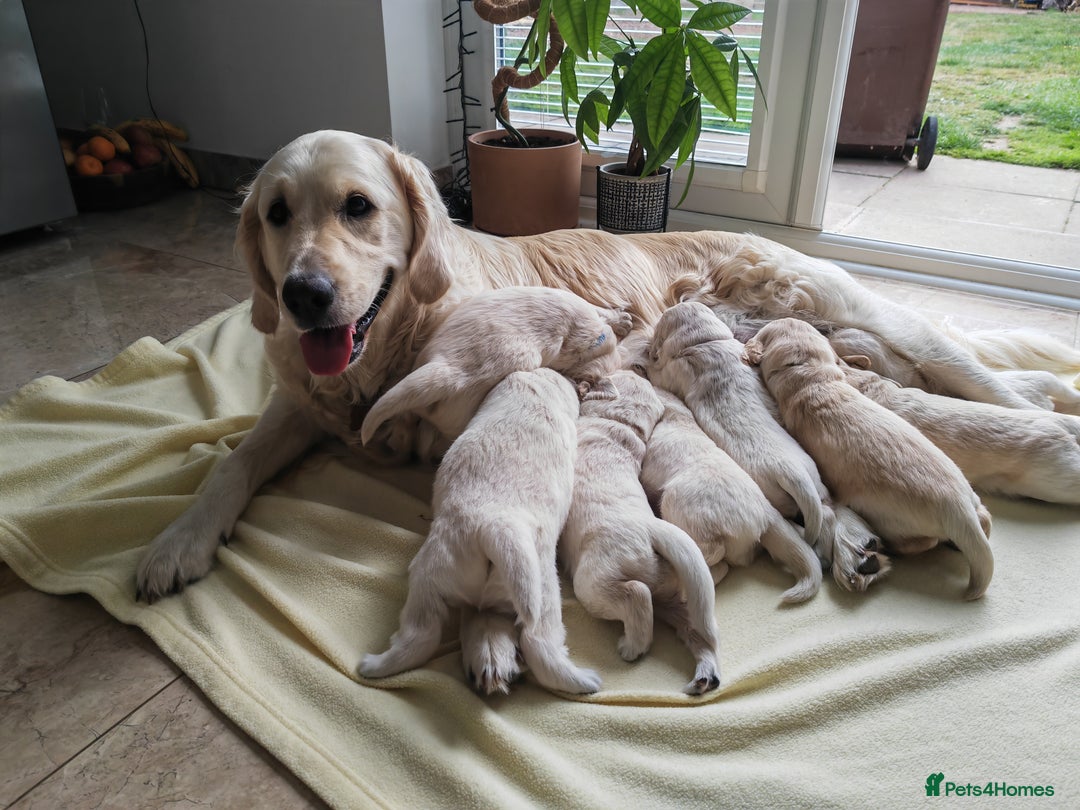 Golden Retriever dogs for sale: Gorgeous Golden Retriever Puppies  - Image 6
