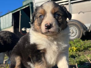 Border Collie dogs Stunning Tri Border Collie puppies for sale - Advert 1