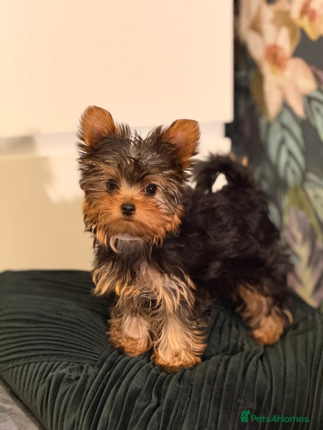 Yorkshire Terrier dogs for sale: Yorkshire terrier small girl-KC register  - Advert 10