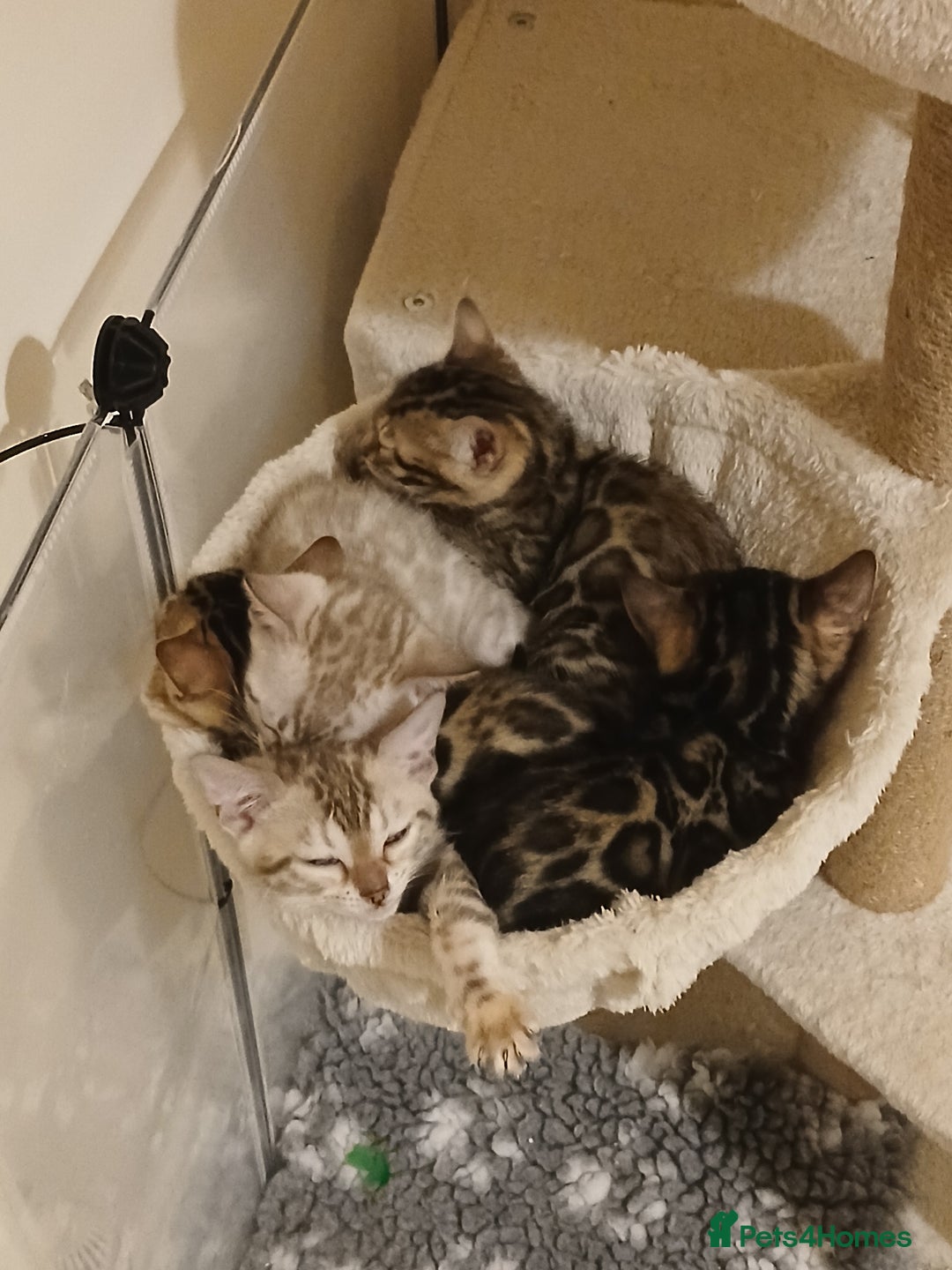 Bengal cats for sale: Family Raised TICA Bengal Kittens - Advert 9