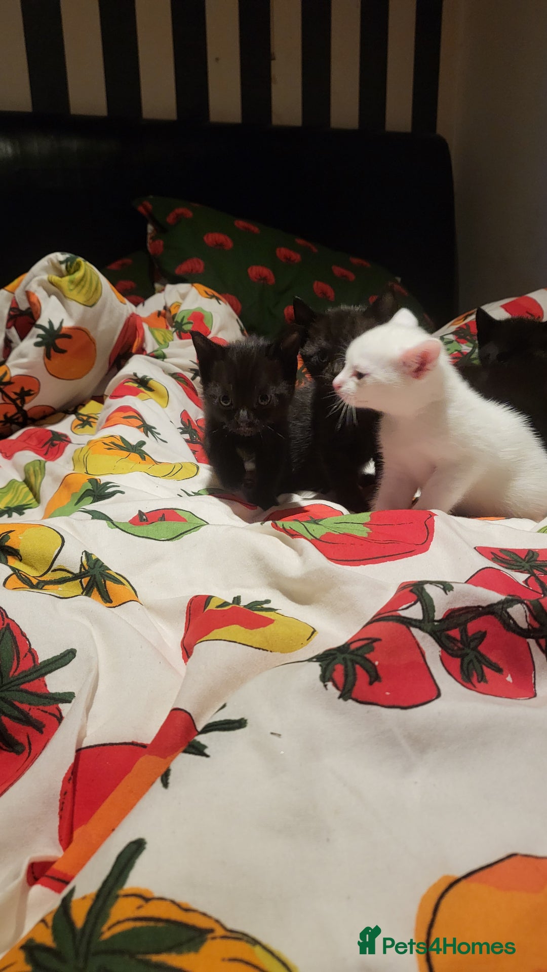 Mixed Breed cats for sale: 7 lovely kittens  - Advert 7