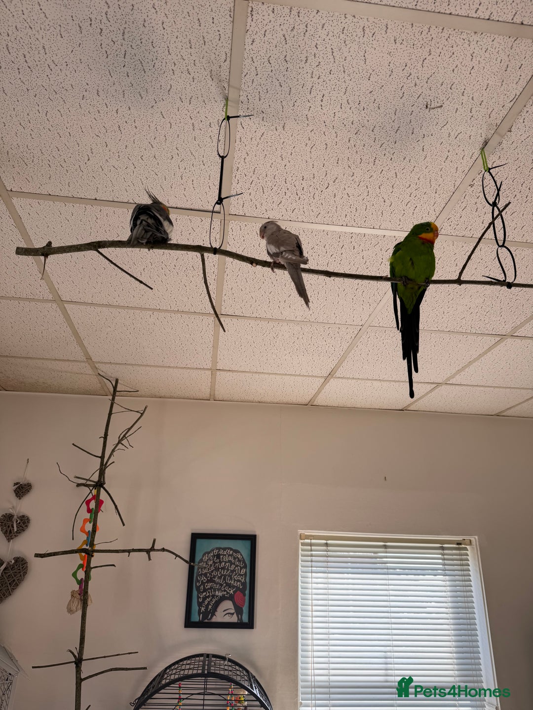 Mixed Breed birds for sale: X3 birds looking for rehome  - Advert 2