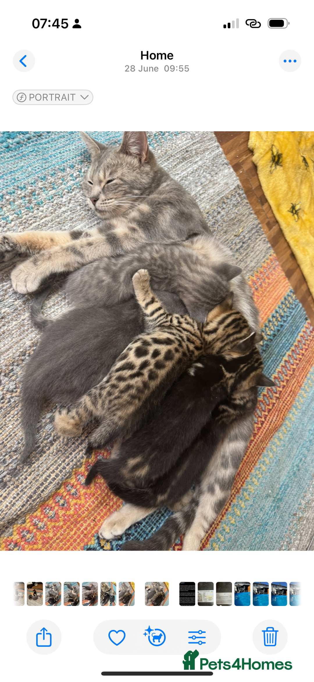 Bengal cats for sale: Magnificent bengal stud boy 😍 - Image 4