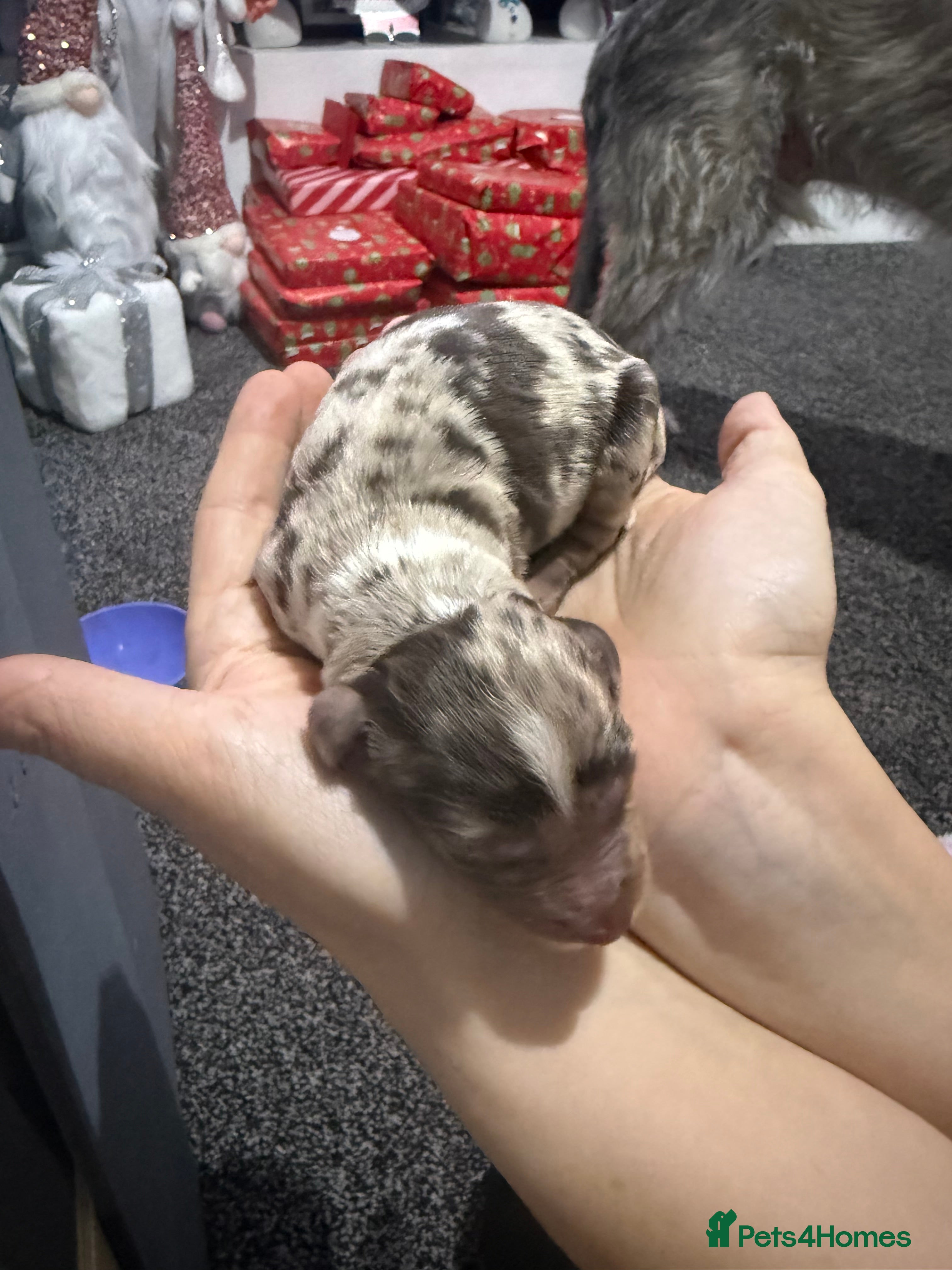 Cocker Spaniel dogs Cocker pups  - Advert 4