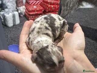 Cocker Spaniel dogs Cocker pups - Advert 10