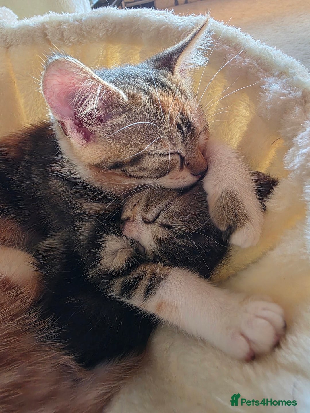 Domestic Shorthair cats for sale: Four sweet little flufflets - Image 6